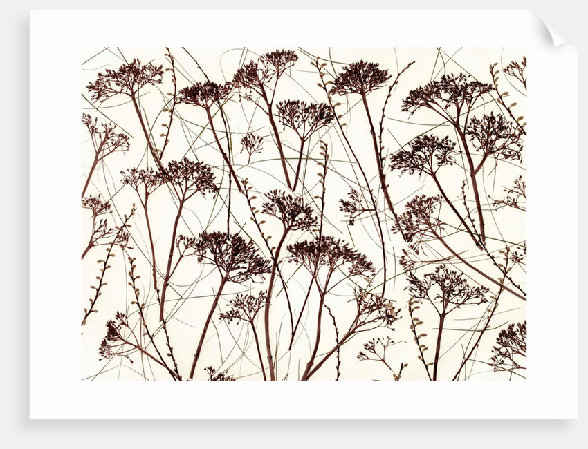 Dried Hydrangea by Assaf Frank